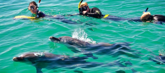 Schwimmen mit Delfinen in Hawaii