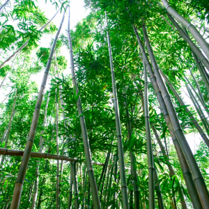 a group of palm trees