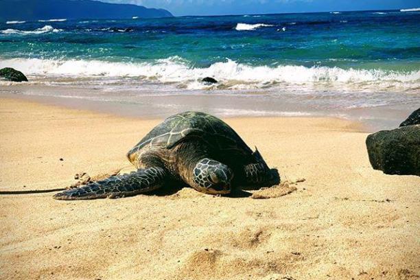 a turtle lying in the sand on a beach