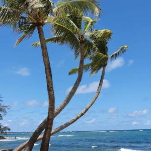 a group of palm trees next to a body of water