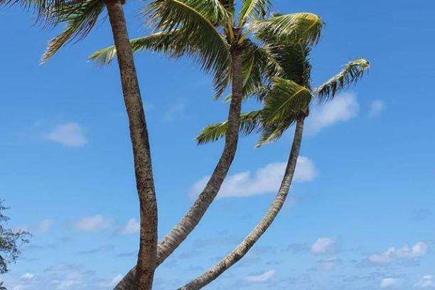 a group of palm trees next to a body of water