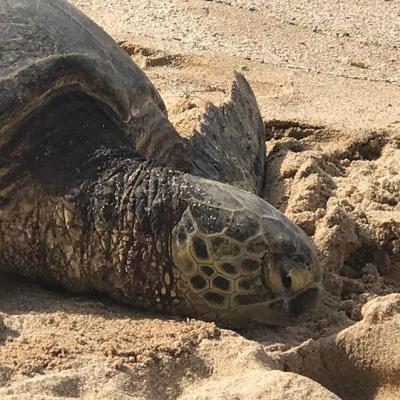a turtle lying in the dirt