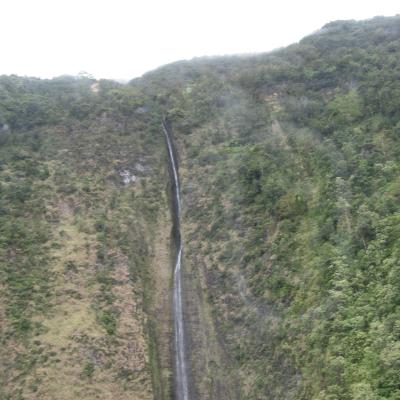 a tree with a mountain in the background