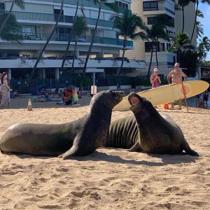 a seal on the beach