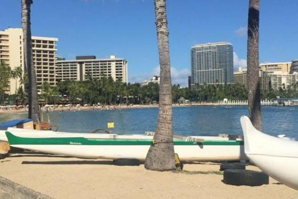 a beach with a palm tree