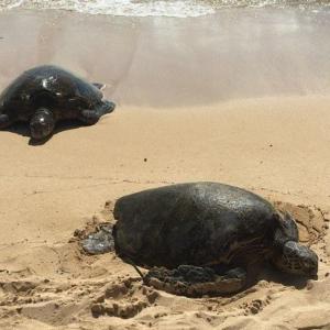 a turtle lying in the sand