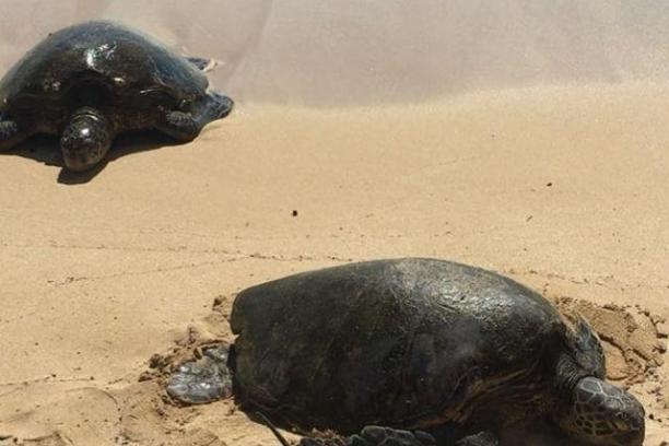 a turtle lying in the sand